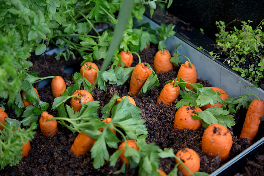 So Good Garden of goodness